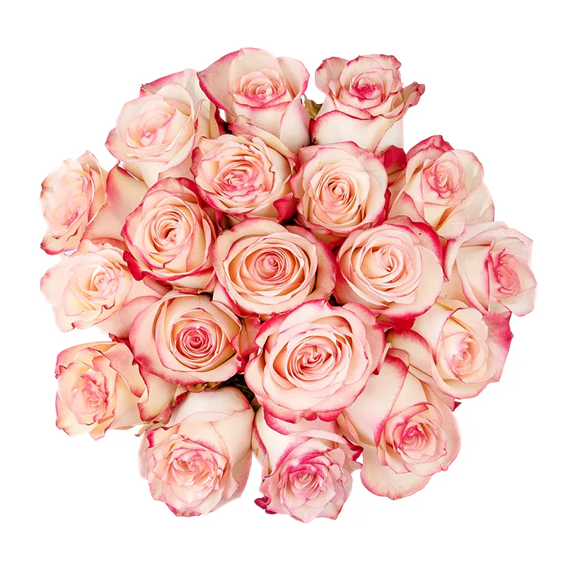 Букет из 19 кремовых с красными краями роз Свитнес (01368)