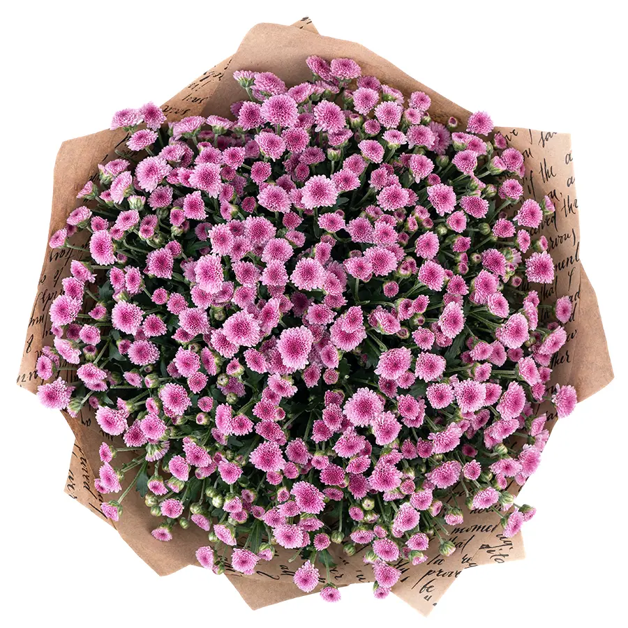 Букет из 25 тёмно-розовых кустовых хризантем Сантини Мадиба Пинк Тёло (02700)