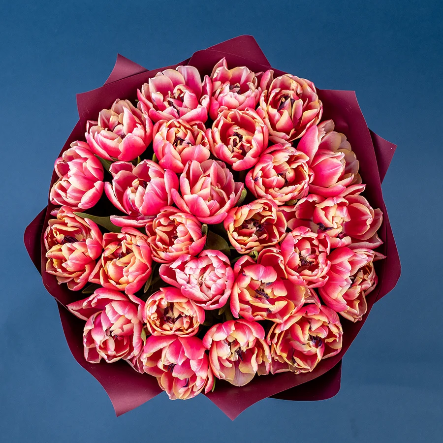 Букет из 25 красно-розовых с белой каймой махровых тюльпанов Колумбус (02202)