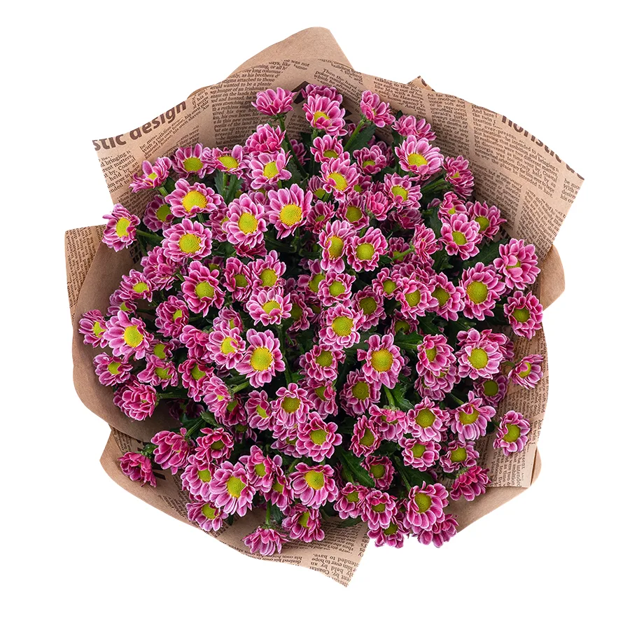 Букет из 15 пурпурных кустовых хризантем Сантини Любовь (02866)