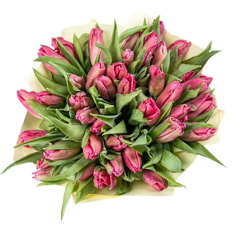 Букет из 39 розовых попугайных тюльпанов Марвел Пэррот (02059)