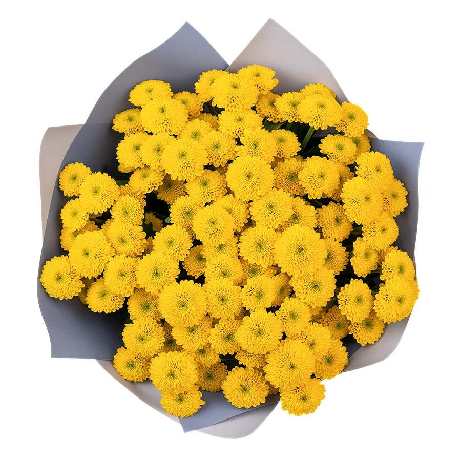 Букет из 15 желтых кустовых хризантем Сантини Ауринко (02674)