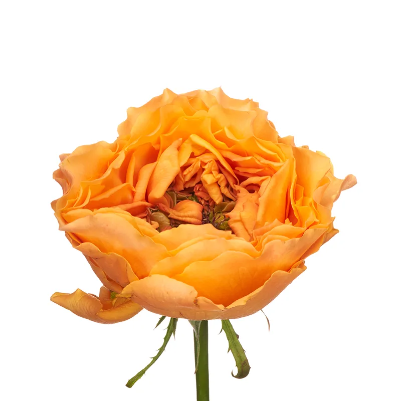 Роза садовая оранжевая Каралуна (00355)