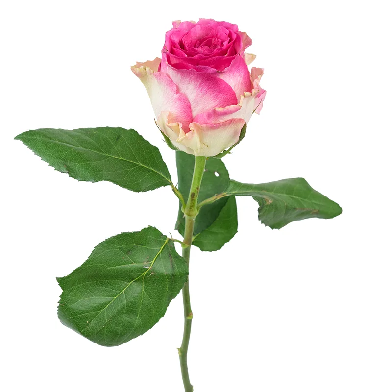 Роза бело-розовая Малибу 60 см (00490)