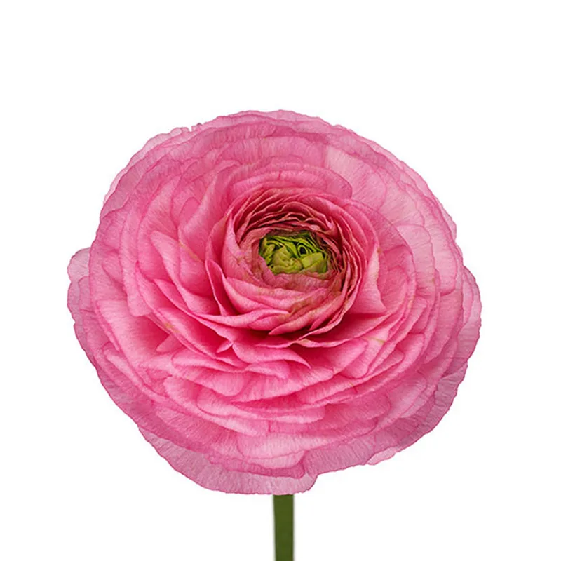 Ранункулюс ярко-розовый Клуни (00397)