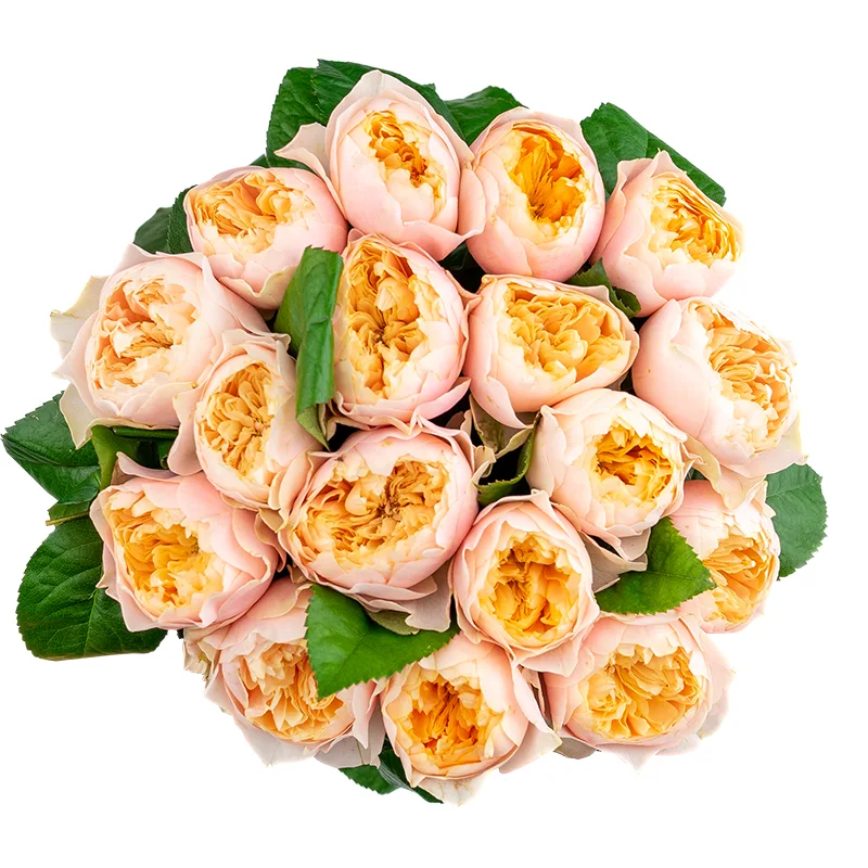Букет из 17 персико-розовых пионовидных роз Романтик Вувузела (01618)