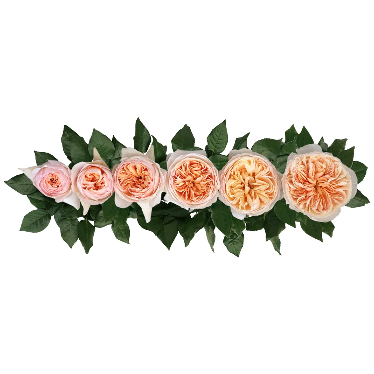 Роза садовая персиковая Дэвида Остина Джульетта (00235)