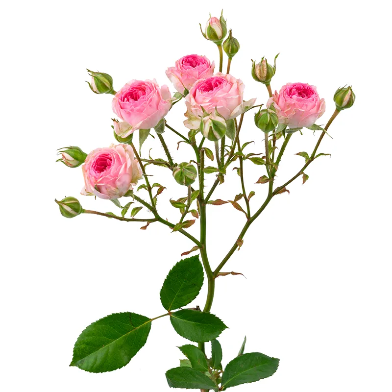 Роза кустовая розовая Мими Эден (00280)