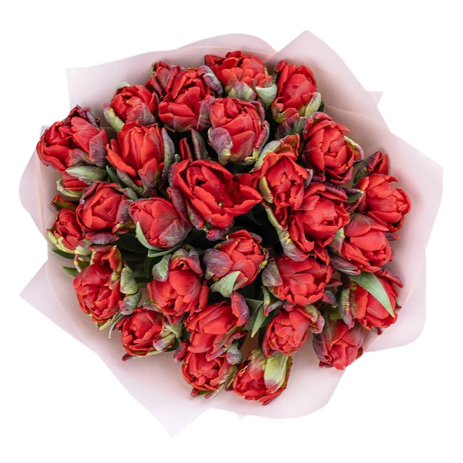 Букет из 23 красных густомахровых тюльпанов Рококо Дабл (02271)