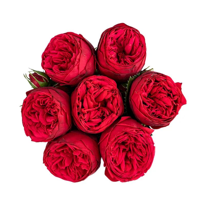 Букет из 7 красных садовых роз Ред Пиано (01763)