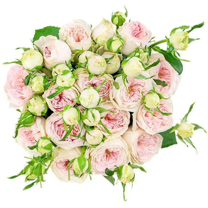 Букет из 15 нежно-розовых кустовых роз Балерина Саммерхаус (01477)