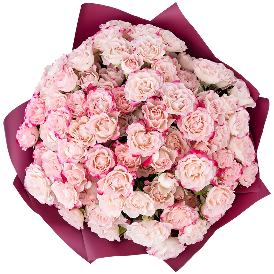 Букет из 25 кремовых с малиновыми краями кустовых роз Рефлекс (02620)