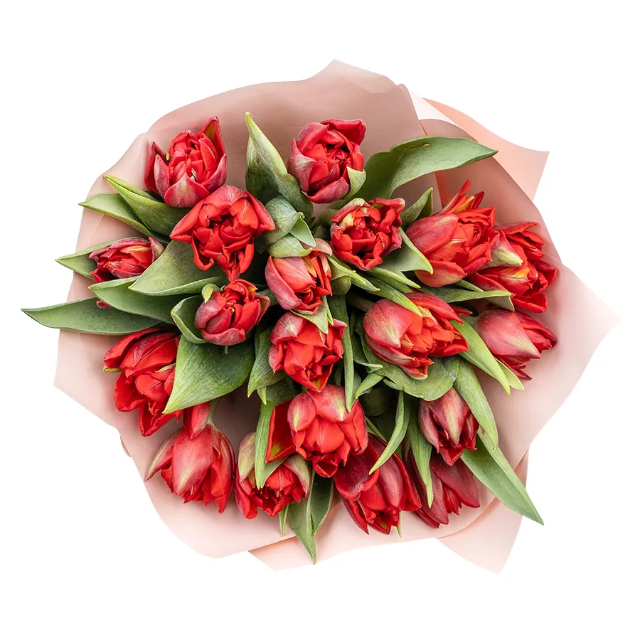Букет из 19 красных махровых тюльпанов Ред Принцесс (02266)