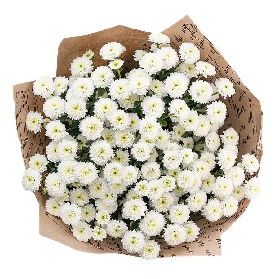 Букет из 13 белых кустовых хризантем Сантини Калимеро Сноу (02690)