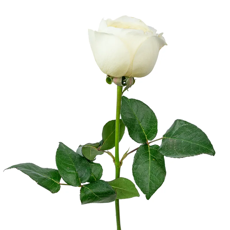Роза садовая белая Дэвида Остина Леонора (00506)