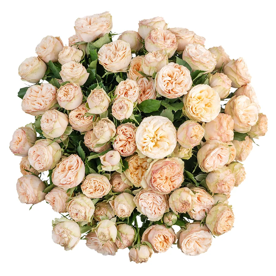 Букет из 15 персиковых кустовых роз Джентл Трендсеттер (03176)