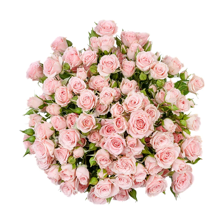 Букет из 13 светло-розовых кустовых роз Лидия (02590)