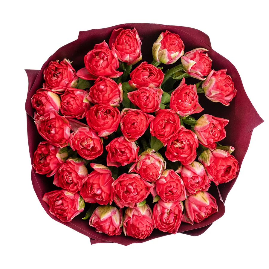 Букет из 33 красных махровых тюльпанов Памплона (02403)