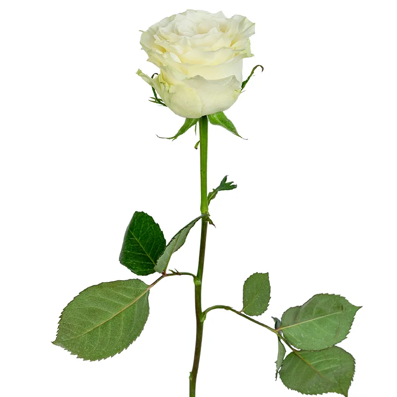 Роза белая Мондиаль (00009)