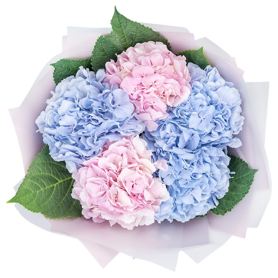 Букет из 5 голубых и розовых гортензий Верена (02558)