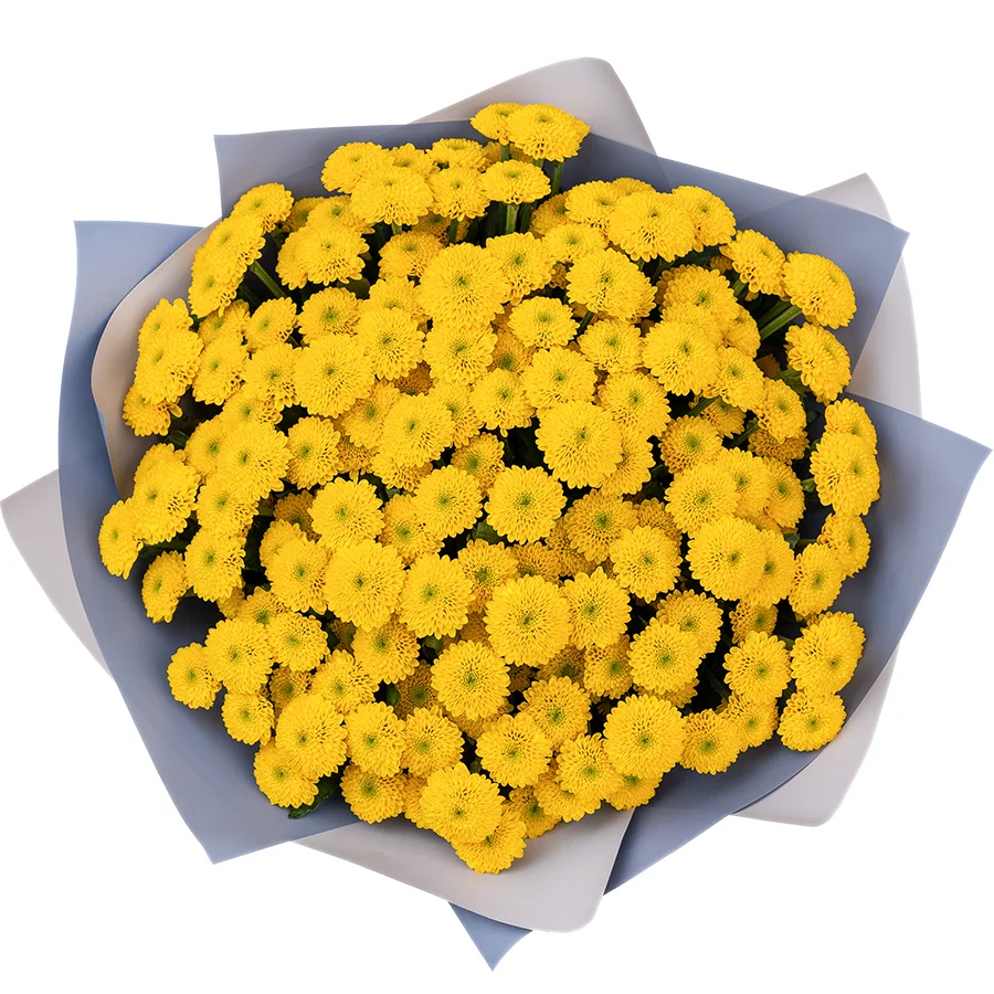 Букет из 23 желтых кустовых хризантем Сантини Ауринко (02670)