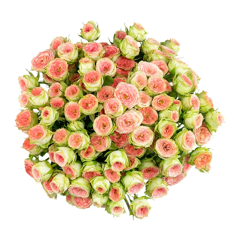 Букет из 21 розово-салатовой кустовой розы Папарацци! (01707)