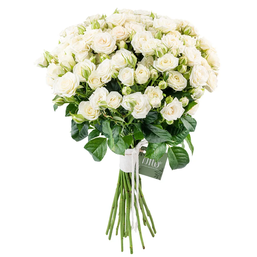 Букет из 19 белых кустовых роз Жозефина (02778)