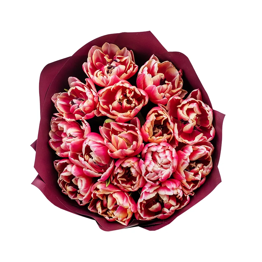 Букет из 15 красно-розовых с белой каймой махровых тюльпанов Колумбус (02207)