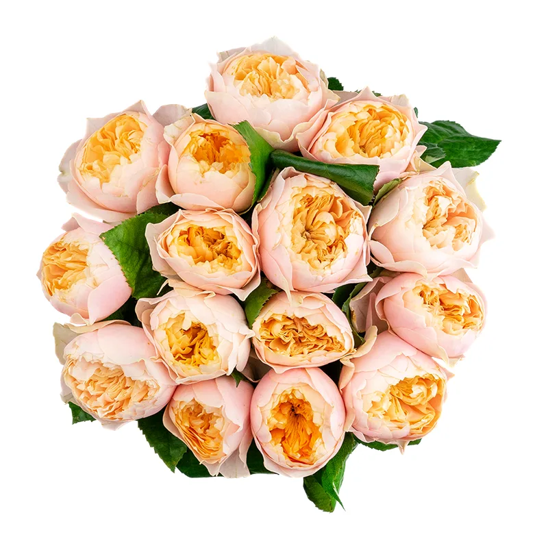 Букет из 15 персико-розовых пионовидных роз Романтик Вувузела (01619)
