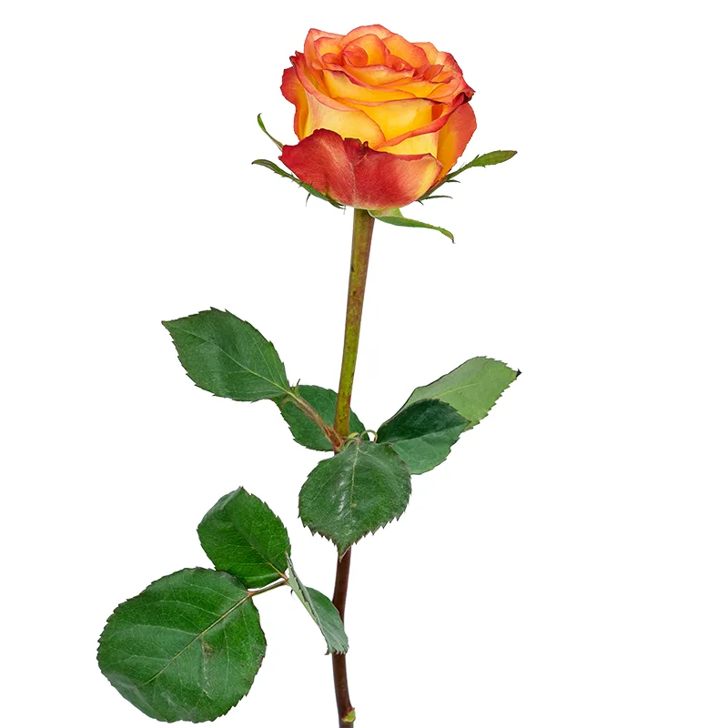 Роза жёлто-оранжевая с красными краями Хай Мэйджик (00336)