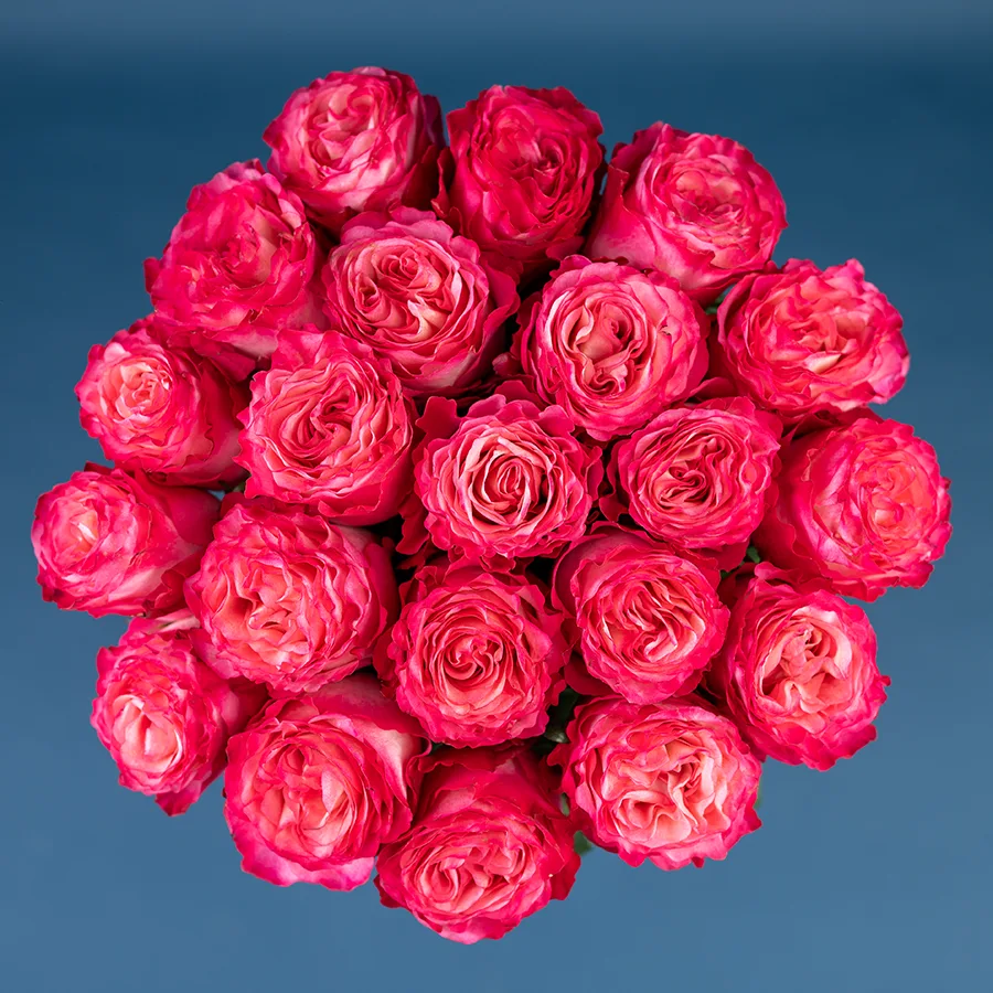 Букет из 21 ярко-малиновой розы Энчентмент (03857)