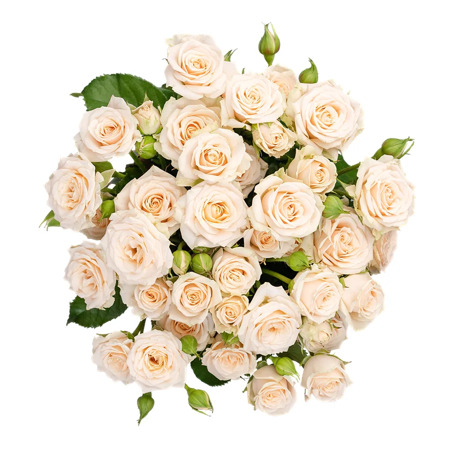 Букет из 7 кремовых кустовых роз Таня (02715)