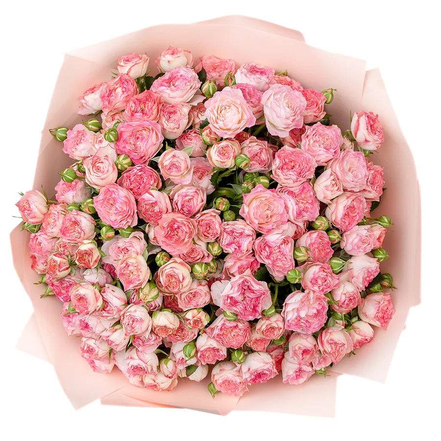 Букет из 27 нежно-розовых с яркими краями кустовых роз Свит Старс (02594)