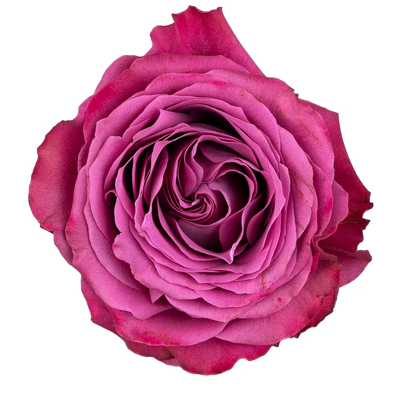 Роза садовая фиолетовая Прешиус Моментс (00223)