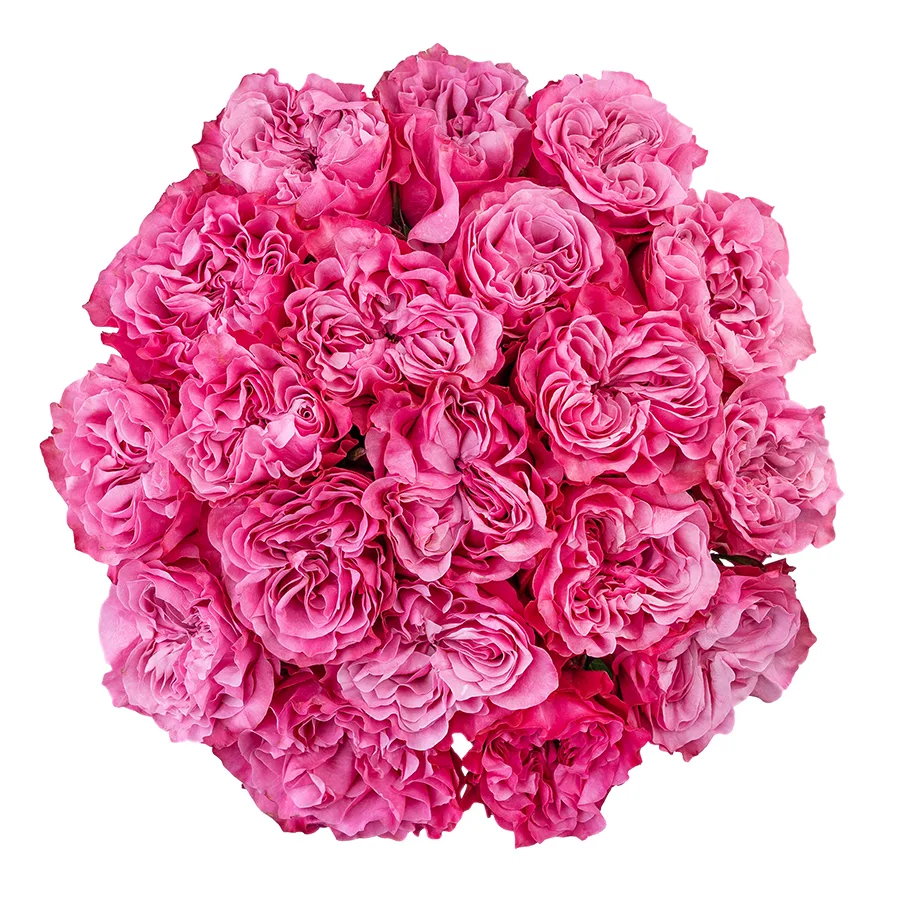 Букет из 19 сиренево-розовых пионовидных роз Кантри Блюз (02960)