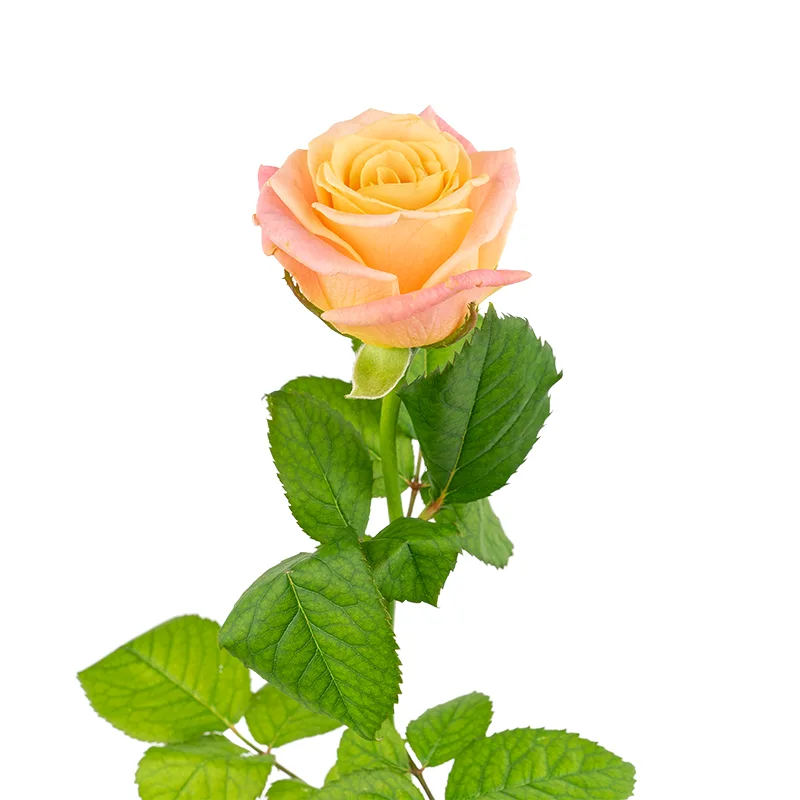 Роза лососево-розовая Мисс Пигги (00025)