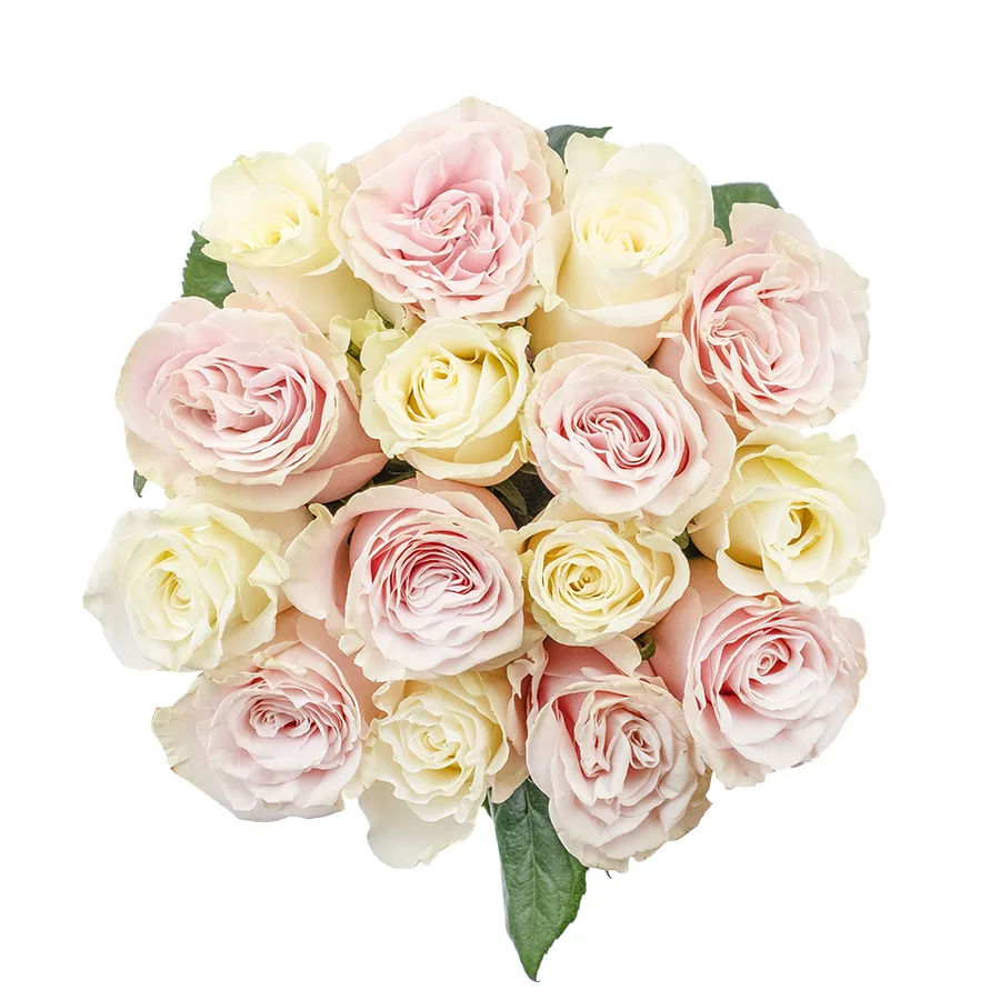 Букет из 15 белых и розовых роз Мондиаль и Пинк Мондиаль (02233)