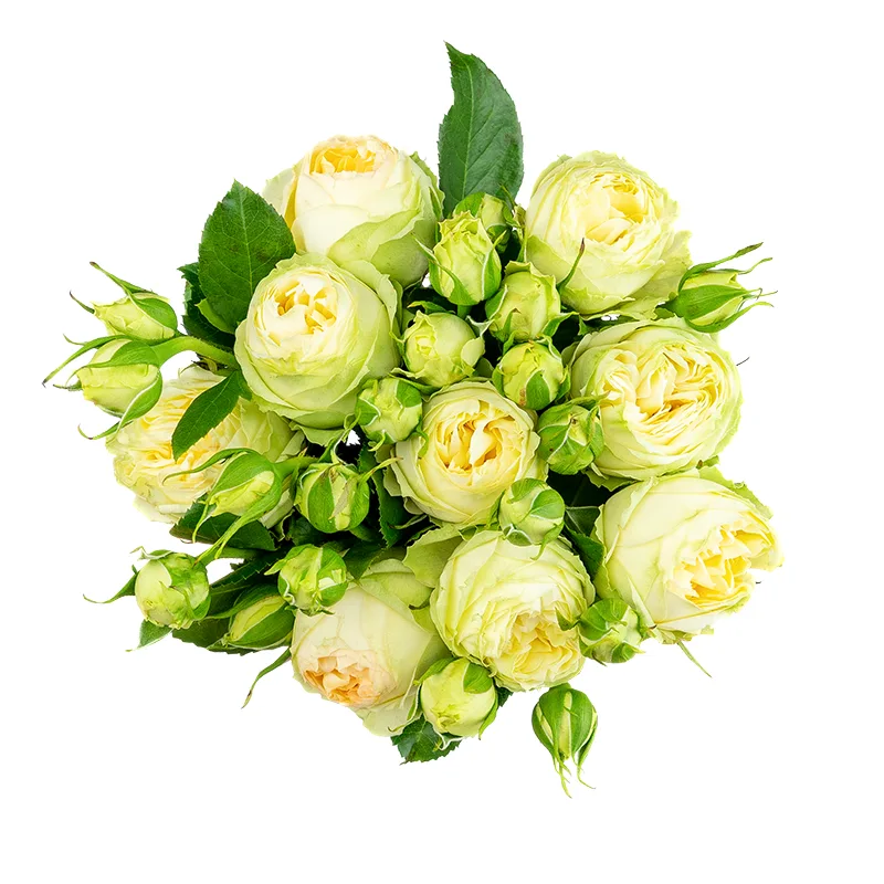 Букет из 9 бело-кремовых кустовых пионовидных роз Веддинг Пиано (01638)