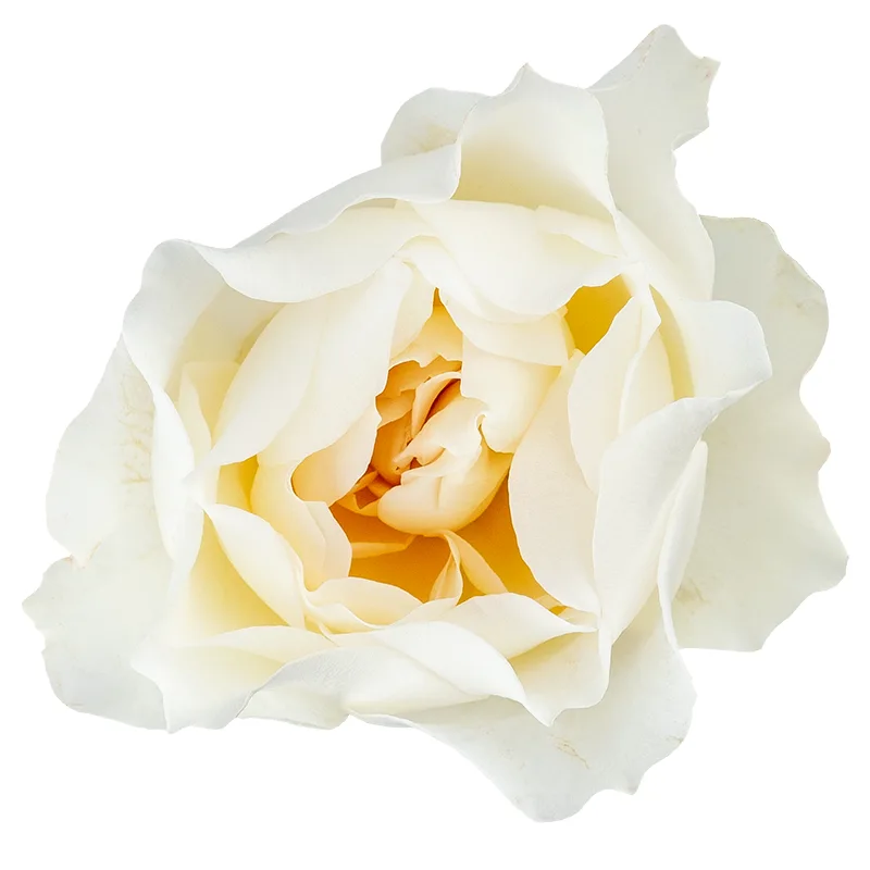 Роза садовая белая Дэвида Остина Евгения (00484)