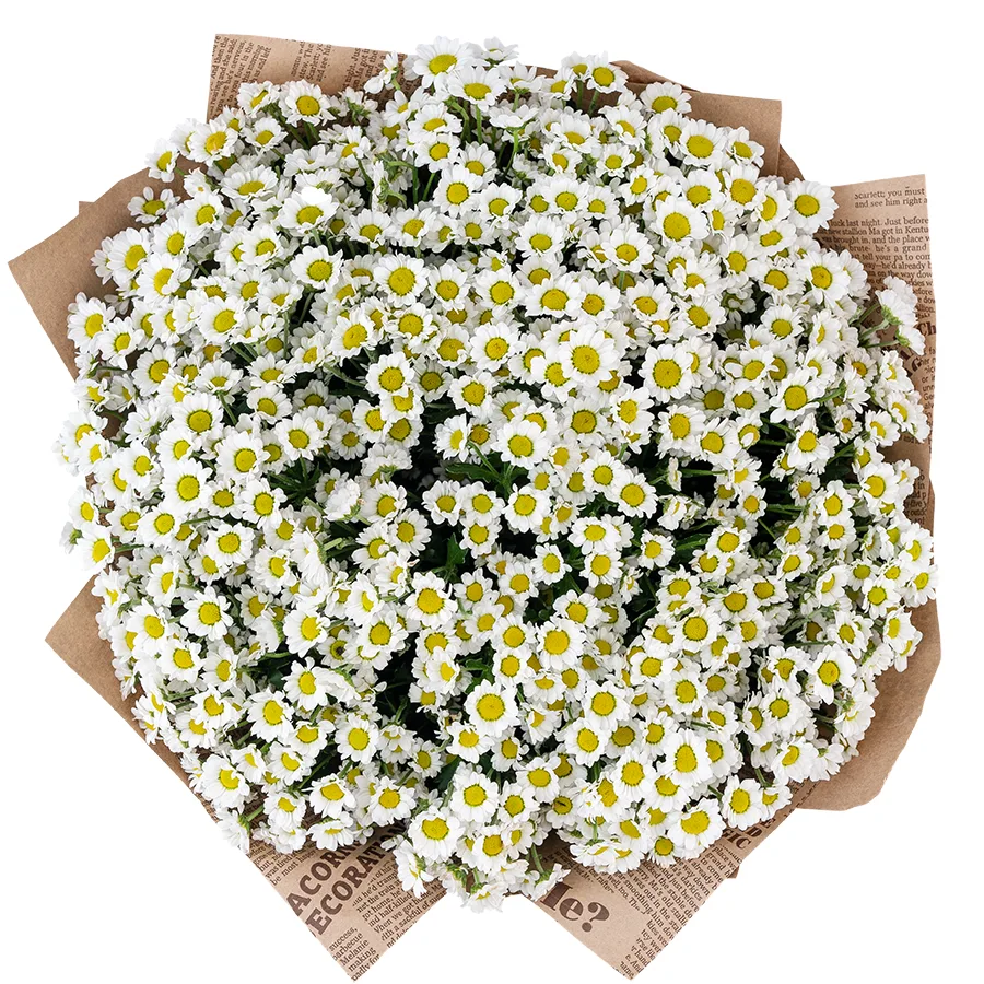 Букет из 25 белых кустовых хризантем Сантини Мадиба Линди Вайт (02814)