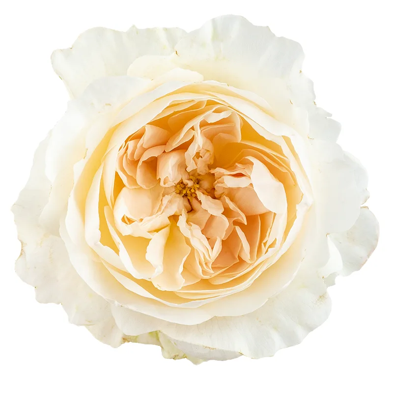Роза садовая белая Дэвида Остина Пурити (00239)