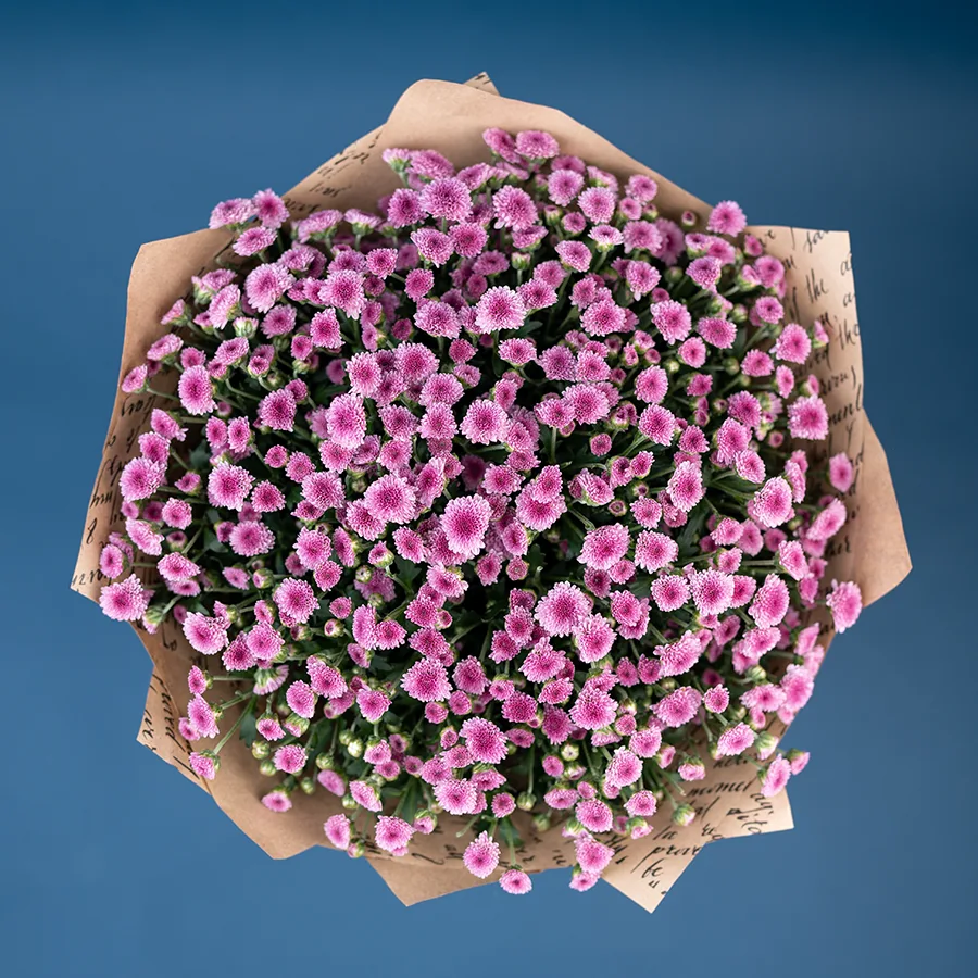 Букет из 25 тёмно-розовых кустовых хризантем Сантини Мадиба Пинк Тёло (02700)