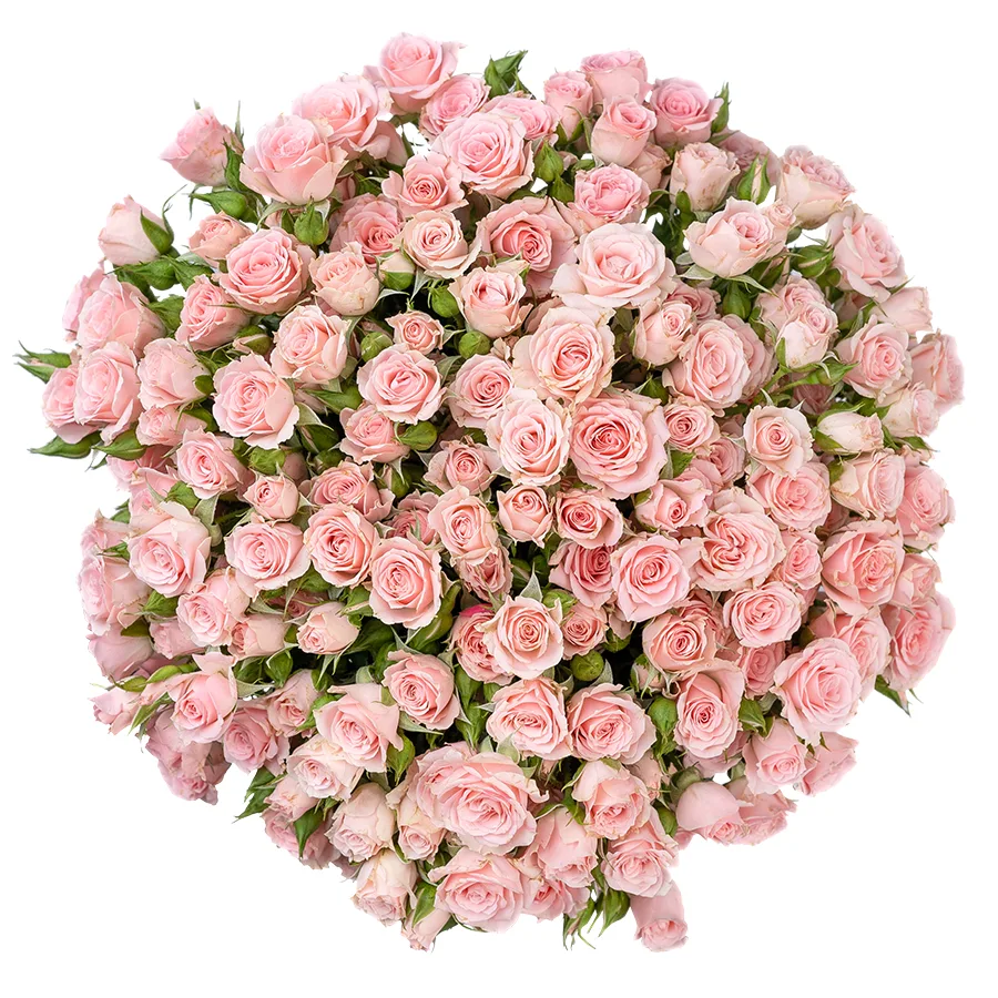 Букет из 23 светло-розовых кустовых роз Лидия (02585)