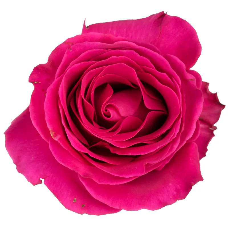 Роза малиновая Пинк Флойд 60 см (00008)