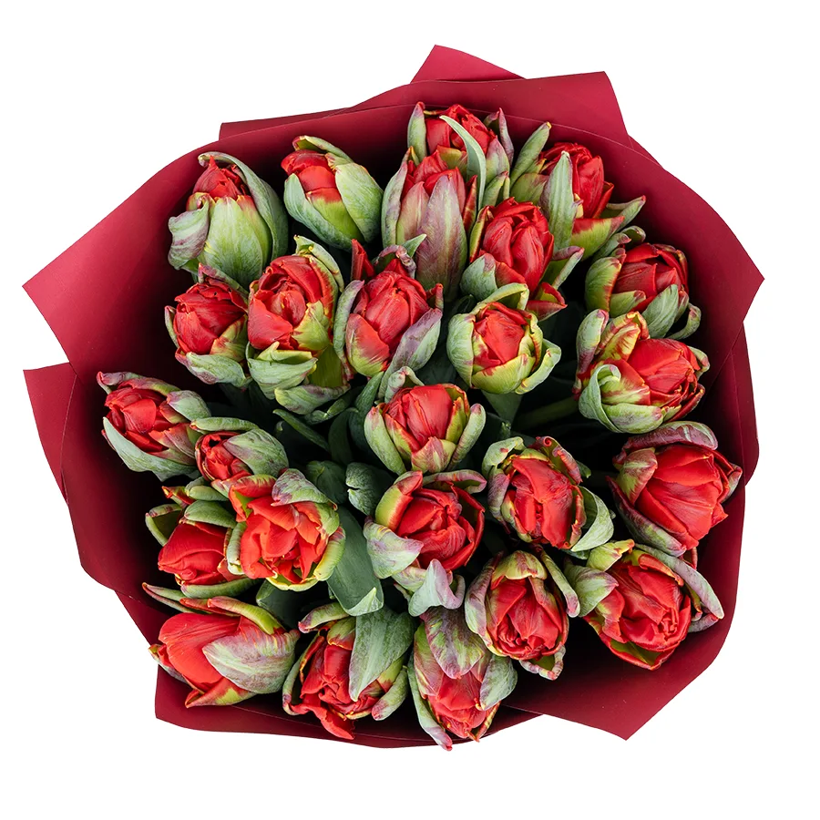Букет из 25 красных густомахровых тюльпанов Рококо Дабл (02270)