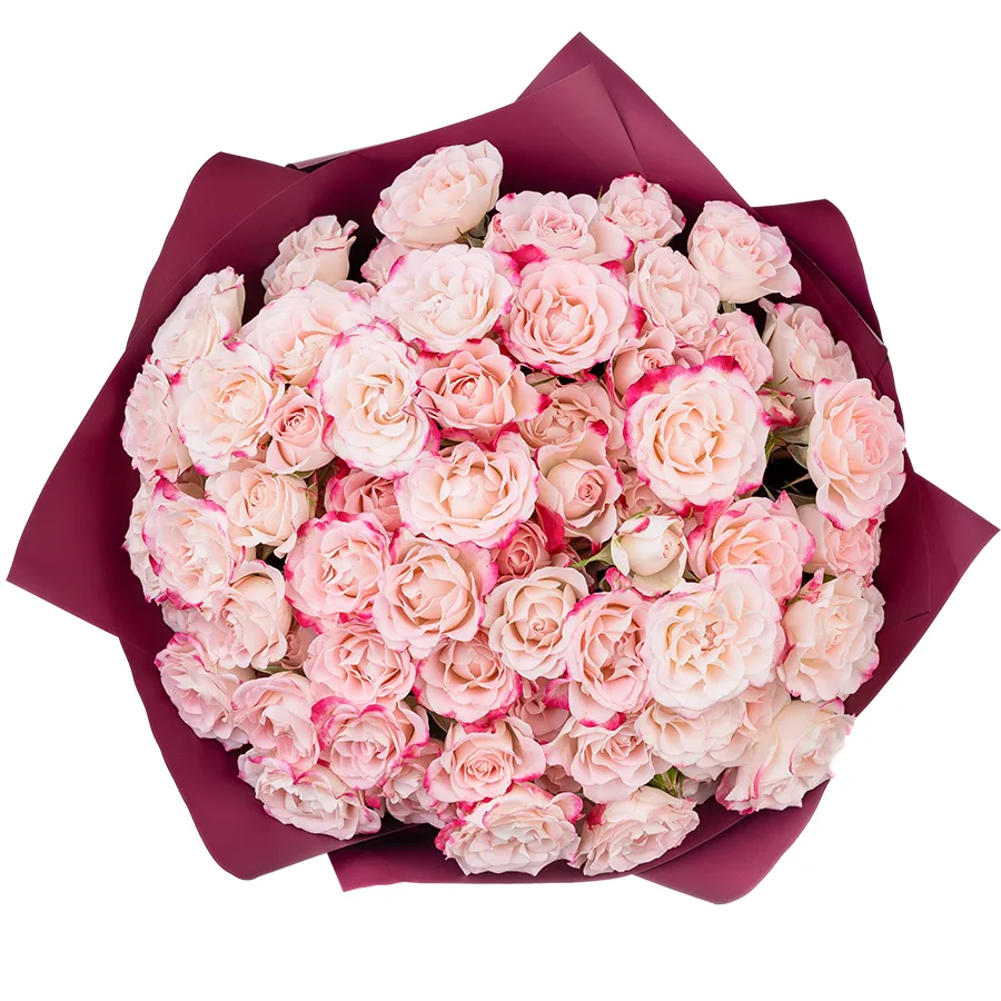 Букет из 19 кремовых с малиновыми краями кустовых роз Рефлекс (02623)