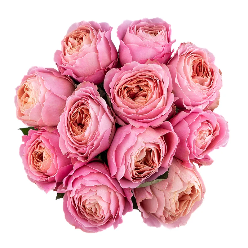 Букет из 11 розовых садовых роз Романтик Антик (01813)