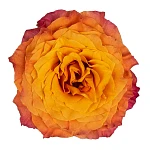Роза садовая оранжево-коралловая Фри Спайрит