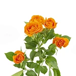 Роза кустовая оранжевая Бейб 60 см