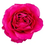 Роза садовая малиновая Дэвида Остина Капабилити